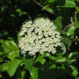 Black Haw Viburnum in full bloom with a cluster of white flowers