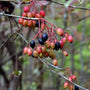 Blackhaw Viburnum shrub with pink and purple berries in fall 