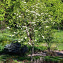 Mature Blackhaw Viburnum Shrub with white flowers in bloom against stunning landscape