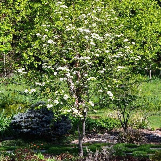 Mature Blackhaw Viburnum Shrub with white flowers in bloom against stunning landscape