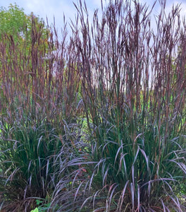 Blackhawks Big Bluestem