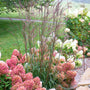 Blackhawks Big Bluestem pictured planted in mixed border with little lime punch hydrangeas