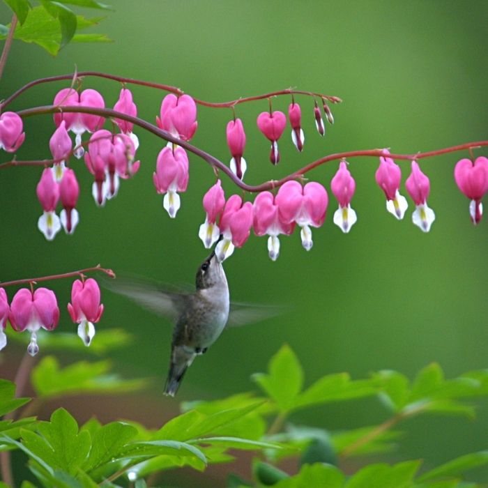potted bleeding heart plant Old-Fashioned Bleeding Heart Plant