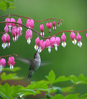 Bleeding Hearts