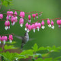 Bleeding Hearts