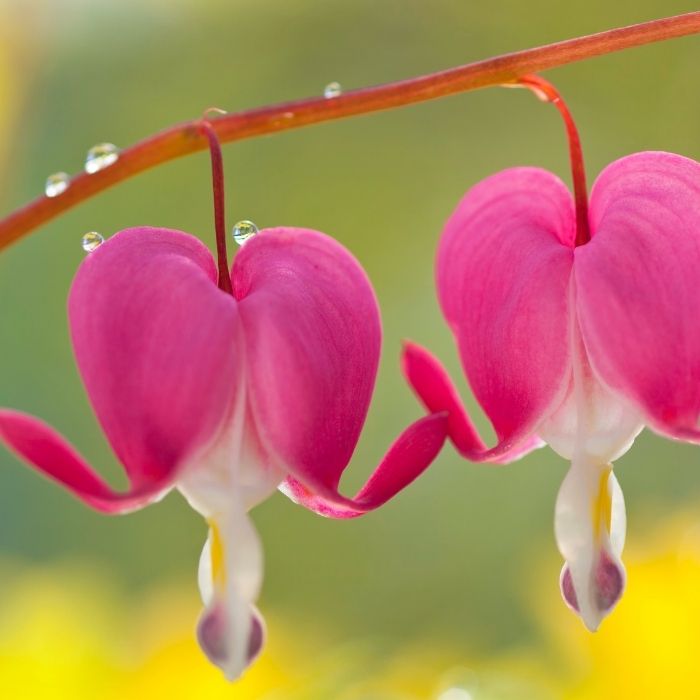 bleeding heart plant hanging basket Old-Fashioned Bleeding Heart Plant