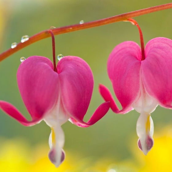 Bleeding Hearts has showstopper blooms like the one you see here