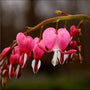 close up look at the flowers of the Bleeding Hearts plant