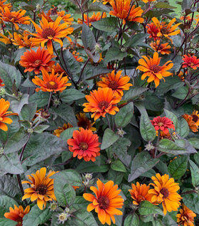 Bleeding Hearts Heliopsis