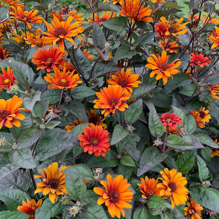 bleeding-hearts-heliopsis-