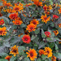 Red, copper and golden-orange Bleeding Hearts Heliopsis flowers at different stages of maturity