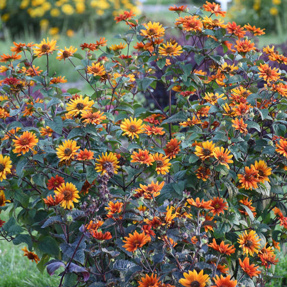 Bleeding Hearts Heliopsis with red-orange daisy-like flowers, red centers, dark stems and bronze-tinted green foliage