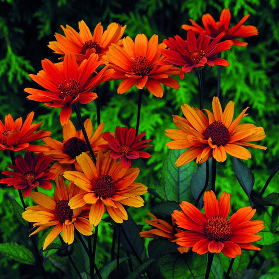 Nearly black flower stems rising above bronze-highlighted foliage on Bleeding Hearts False Sunflower