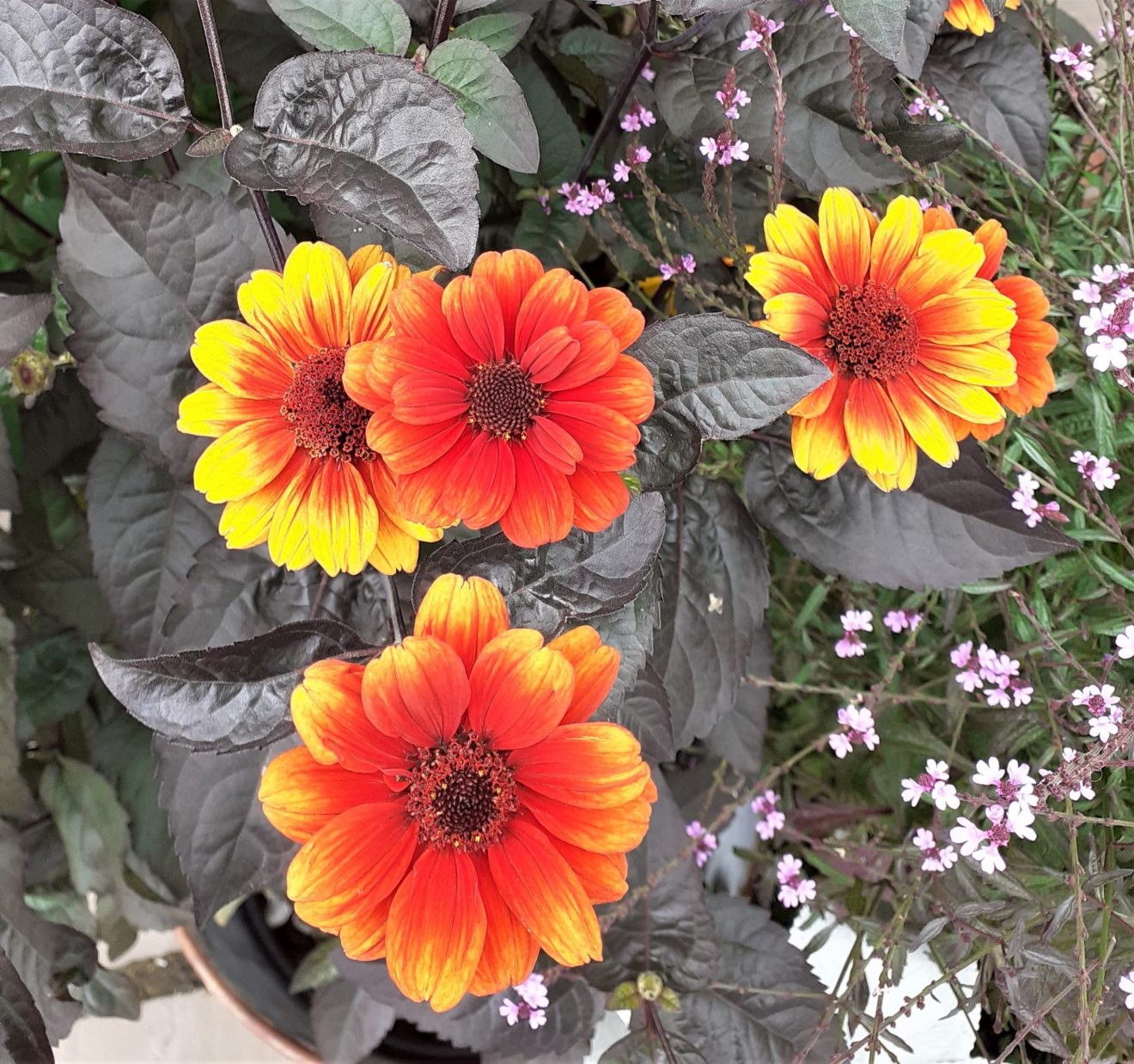 Bleeding Hearts Heliopsis | Red-Orange False Sunflower
