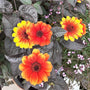 Close-up of a newly opened Bleeding Hearts Heliopsis flower with intense orange-red petals and a dark red center