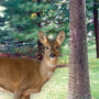 live deer pictured in front of YardGard® Deer & Bird Folded Netting