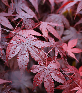 Bloodgood Japanese Maple