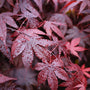 close up view of bloodgood japanese maple deep maroon foliage