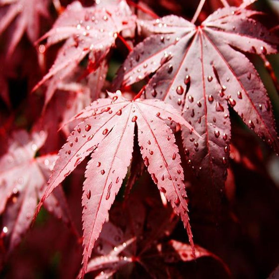 Red Bloodgood Japanese Maple Leaf