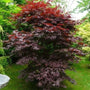 Bloodgood Japanese Maple Specimen Tree