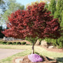 Bloodgood Japanese Maple Tree next to stone pathway