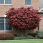 Bloodgood Japanese Maple Tree in front of brick house
