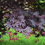 close up view of deep maroon leaves on bloodgood japanese maple