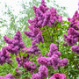 purplish pink blooming lilac shrub proven winners plant