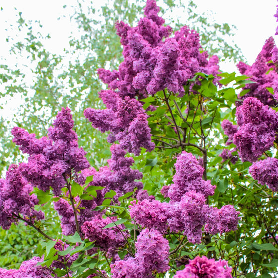 purplish pink blooming lilac shrub proven winners plant