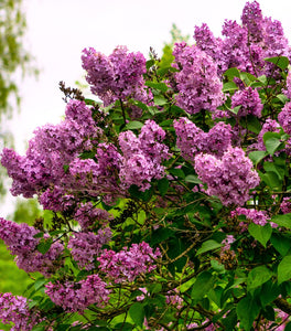 Bloomerang® Dark Purple Lilac
