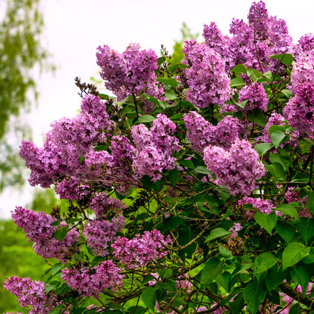 Bloomerang® Dark Lilac