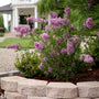 Bloomerang Dark Purple Lilac bush in full bloom planted along a white picket fence and garden landscape bed.
