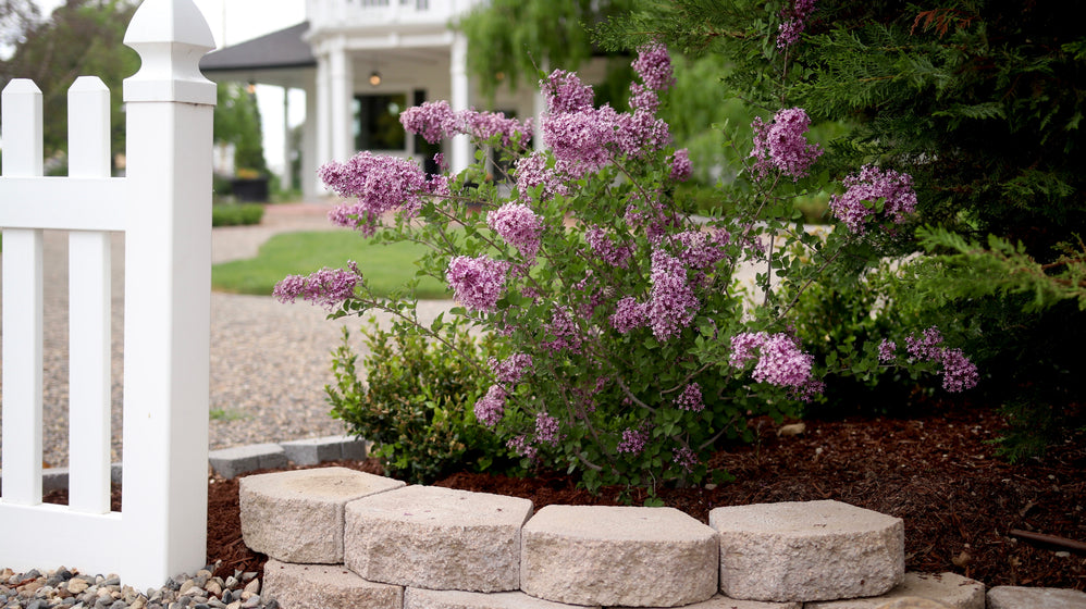 Bloomerang Dark Purple Lilac bush in full bloom planted along a white picket fence and garden landscape bed.