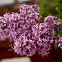 Bloomerang Dark Purple Lilac bush in full bloom planted along a white picket fence and garden landscape bed.