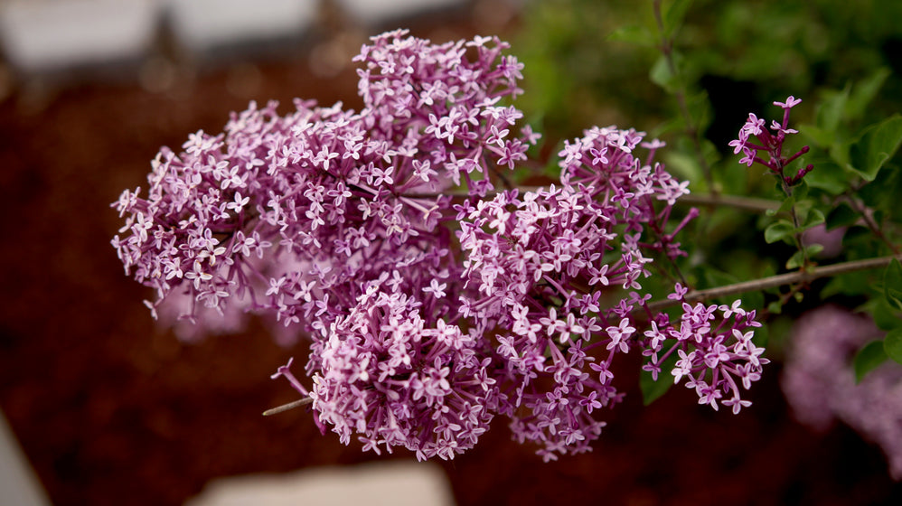 Bloomerang Dark Purple Lilac bush in full bloom planted along a white picket fence and garden landscape bed.