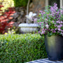 A dark metal planter filled with green foliage and small purple flowers, placed on a tiled patio in front of a trimmed green hedge and a blurred garden background.