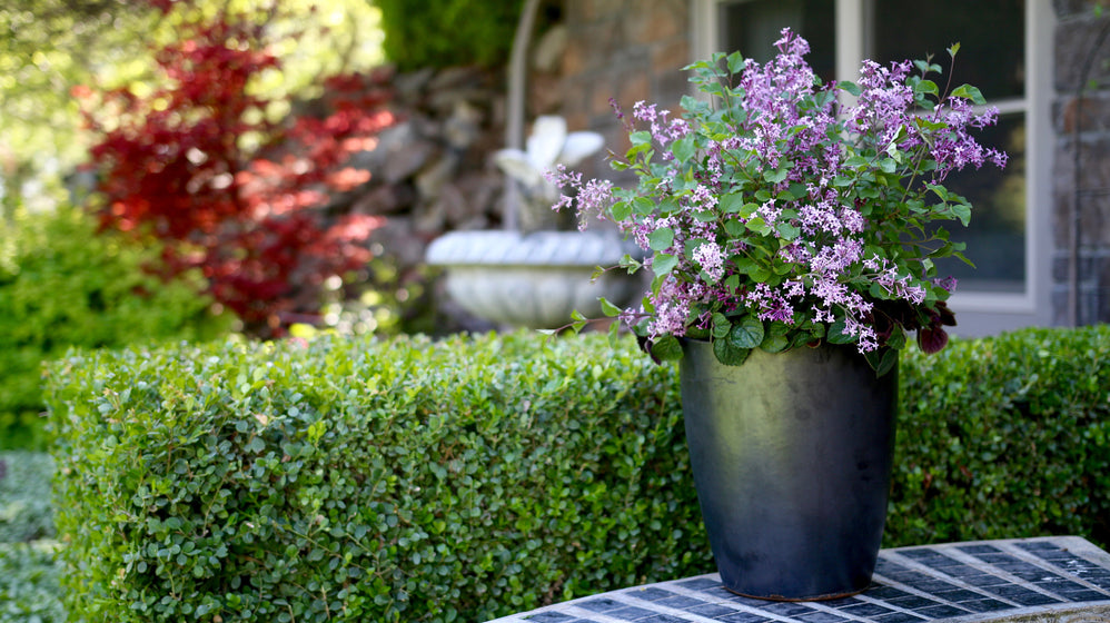 A dark metal planter filled with green foliage and small purple flowers, placed on a tiled patio in front of a trimmed green hedge and a blurred garden background.