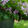 A close-up of a potted plant with green leaves and clusters of small light purple flowers, photographed outdoors against a blurred green garden background.