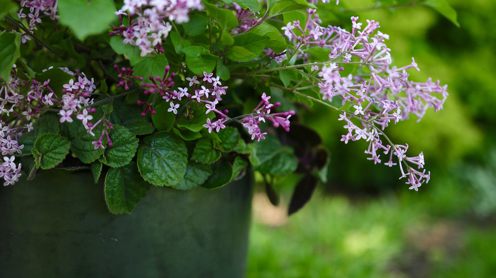 A close-up of a potted plant with green leaves and clusters of small light purple flowers, photographed outdoors against a blurred green garden background.