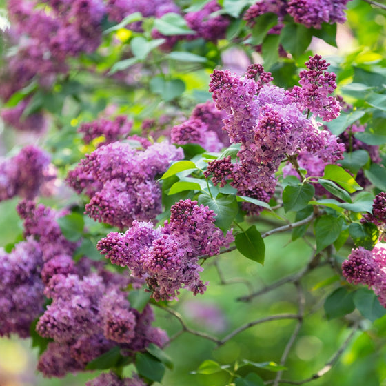 close up view of deep purple lilac bloos bloomerang shrub