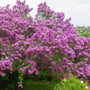 mass of bloomerang purple lilac shrub blooms in spring landscape