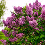 deep fuchsia blooms on pruple bloomerang lilac shrub