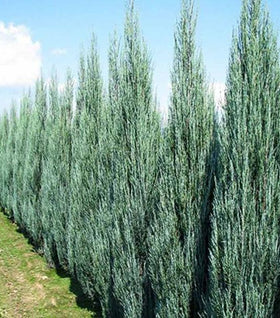 Blue Arrow Juniper