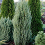 blue arrow juniper trees silver blue color cold tolerant focal point
