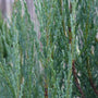closeup of silver blue foliage on blue arrow juniper