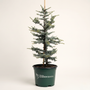 A young blue tree in a dark green nursery pot with the 'Woodie Garden Goods' logo, photographed against a clean, off-white studio background.