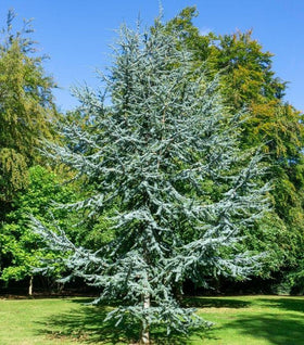 Blue Atlas Cedar