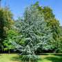 a landscape picture of a mature Blue Atlas Cedar tree planted as a specimen tree