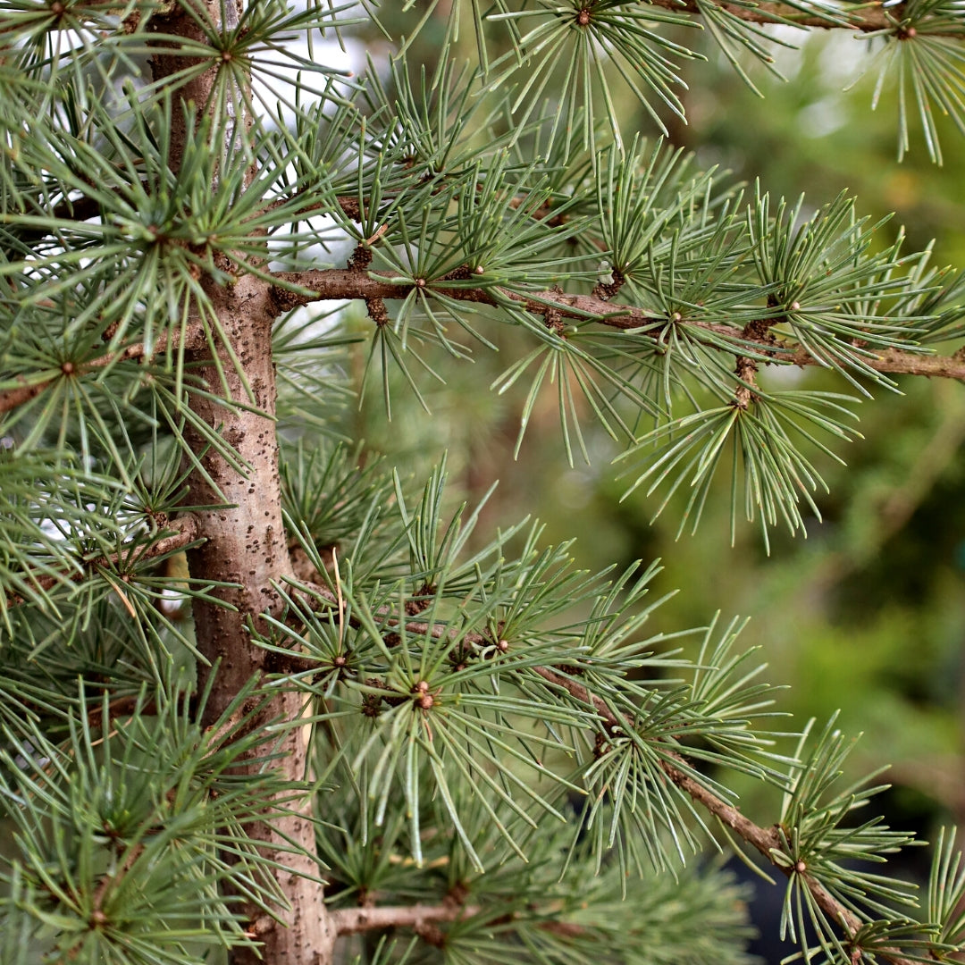 Blue Atlas Cedar for Sale | Silvery Blue Evergreen Tree