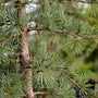 Close-up view of the short blue-green needles of Blue Atlas Cedar Trees